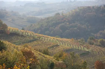 a view of a vineyard in the hills at Farmstay Kmetija Štekar in Kojsko