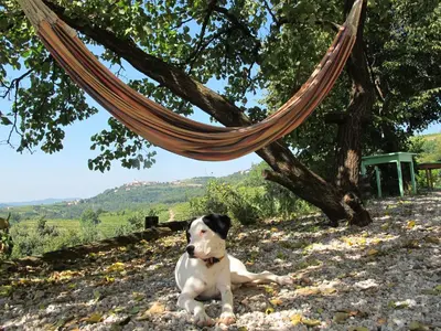 a dog laying on the ground under a hammock at Farmstay Kmetija Štekar in Kojsko