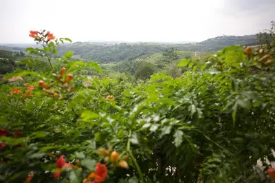 a group of trees with flowers and mountains in the background at Farmstay Kmetija Štekar in Kojsko