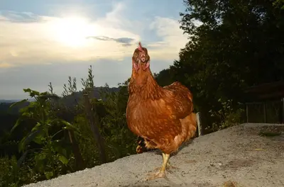 a brown chicken standing on top of a rock at Farmstay Kmetija Štekar in Kojsko