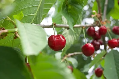 a bunch of red berries on a tree branch at Farmstay Kmetija Štekar in Kojsko