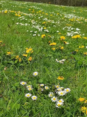 a field of daisies and other flowers in the grass at APARTMA KAPELSKI FANT in Sveti Jurij ob Ščavnici
