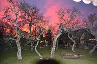 a group of trees with a picnic table and a sunset at Chalets Toplak in Sveti Duh na Ostrem Vrhu