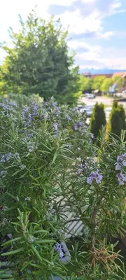 a bush with purple flowers in a garden at Rozmarin Bled in Bled