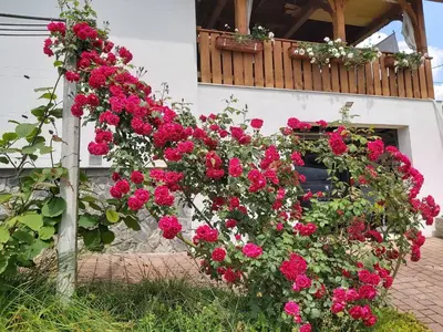 a bunch of pink flowers on a building at Apartma Silvia in Metlika