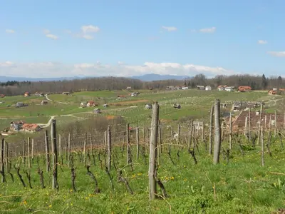 a field with a bunch of grape vines at Apartma Silvia in Metlika