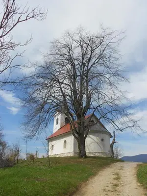 a tree on top of a hill with a building at Apartma Silvia in Metlika