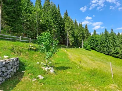 a tree in the middle of a grassy field at Koča na planini Jelje - Pokljuka in Goreljek