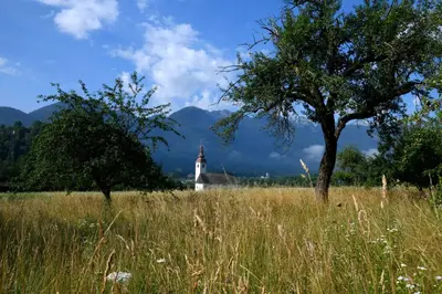 a field of tall grass with a church and a tree at Apartma pri lipi in Bohinj