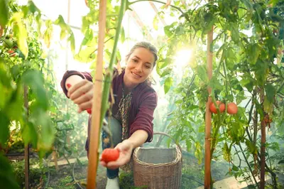 a woman in a greenhouse picking tomatoes from a plant at Garden Village Bled in Bled