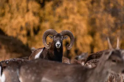 a ram with large horns standing in a field at Guesthouse Jelenov greben in Podčetrtek