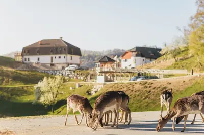 a group of deer grazing on a dirt road at Guesthouse Jelenov greben in Podčetrtek