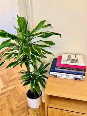 a potted plant sitting next to a stack of books at Riverside apartment in Ljubljana