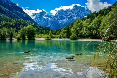 a group of ducks swimming in a mountain lake at Villa Dona in Kranjska Gora