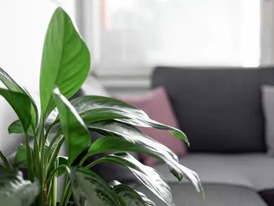 a green plant in a living room with a couch at Apartma Vrtnica 5th floor in Nova Gorica