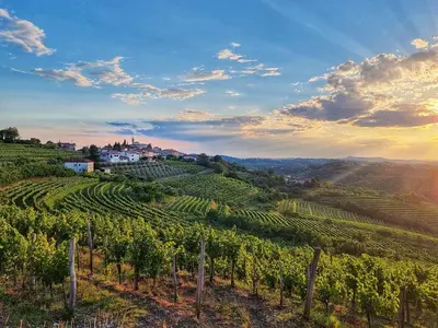 a view of a vineyard in the napa valley at Apartma Vrtnica 5th floor in Nova Gorica