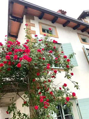 a bunch of red roses growing on the side of a building at Aria Apartments in Kojsko