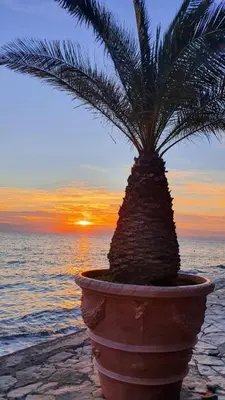 a plant in a pot on the beach with the sunset at Villa Ines in Zgornje Škofije