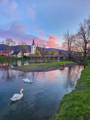 two swans swimming in a pond with a church in the background at Ob Krki Apartments and GYM in Kostanjevica na Krki