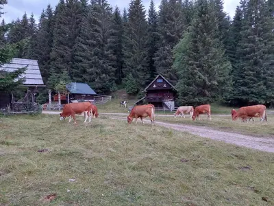 a group of cows grazing in a field at Hut Vaznik in Mrzli Studenec