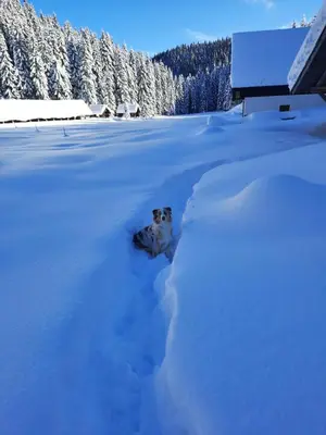a dog is standing in the snow at Hut Vaznik in Mrzli Studenec