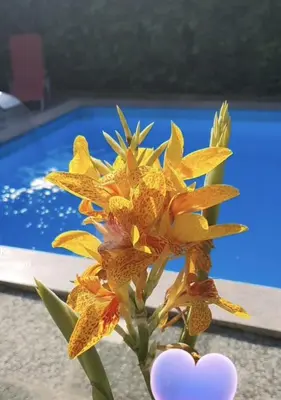 a yellow flower in a vase next to a pool at Apartman MURKO P-2 in Brest