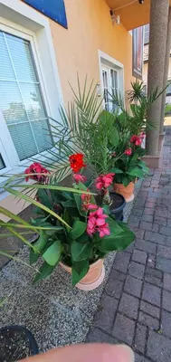 a group of potted plants sitting outside of a house at Apartman MURKO P-2 in Brest