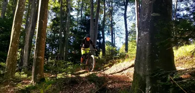 a person riding a bike on a trail in the woods at Mari 14 in Maribor