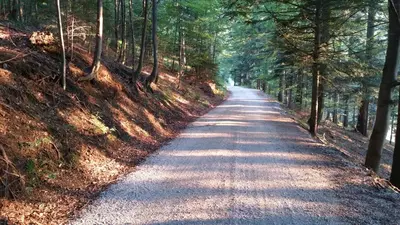 a road in the middle of a forest with trees at Mari 14 in Maribor