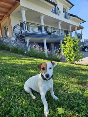 a dog sitting in the grass in front of a house at Villa Hojnik in Videm pri Ptuju