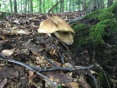 a mushroom on the ground in the woods at Villa Hojnik in Videm pri Ptuju