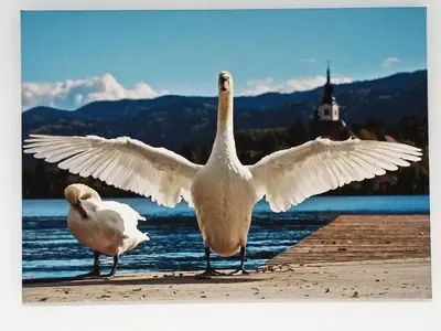 two birds standing on a dock with their wings spread at Siesta apartment Bled in Bled