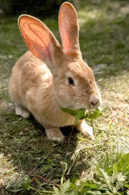 a rabbit eating a plant in the grass at Apartma Mlekuž in Bovec