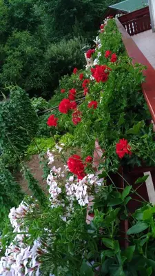 a garden filled with red and white flowers at Apartma Lara in Bled