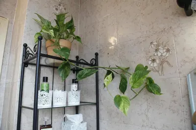 a shelf with plants on a wall in a bathroom at Family apartment on Repečnik farm in Gorje, Bled in Zgornje Gorje