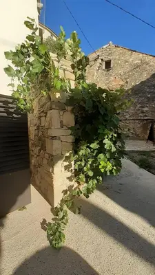 a stone wall with a plant growing on it at Fine Rooms Vipava in Vipava