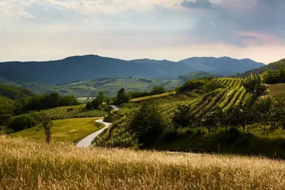 a winding road through a vineyard in the hills at Fine Rooms Vipava in Vipava