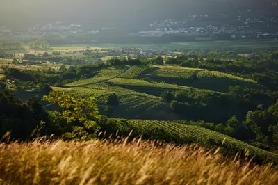 a view of a vineyard from a hill with grass at Fine Rooms Vipava in Vipava