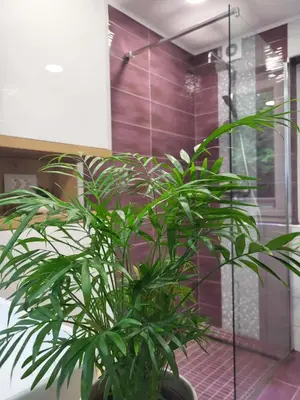 a green plant in a bathroom with a shower at Green Garden House in Zreče