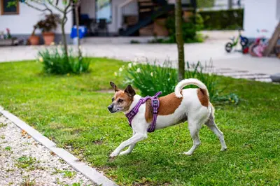 a brown and white dog standing in the grass at Turistična kmetija Grabnar in Bled