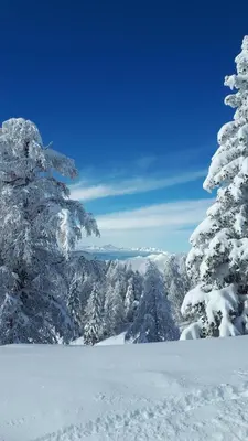 a view of a snowy forest with snow covered trees at Hiša v mesečini - Moonlight house in Cerklje na Gorenjskem