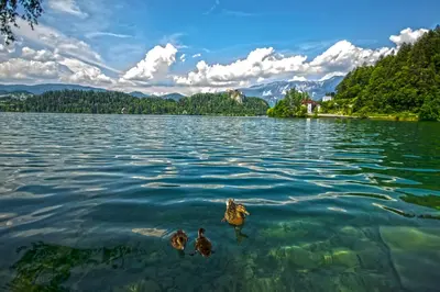 three ducks swimming in the water on a lake at Apartments Apple Garden 4P in Bled