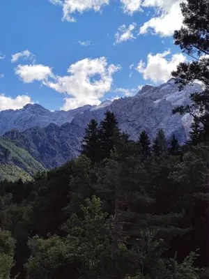 a view of a forest with mountains in the background at Hiša Jezersko in Zgornje Jezersko