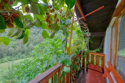 a porch with a bunch of plants on it at Cottage surrounded by forests - The Sunny Hill in Griže