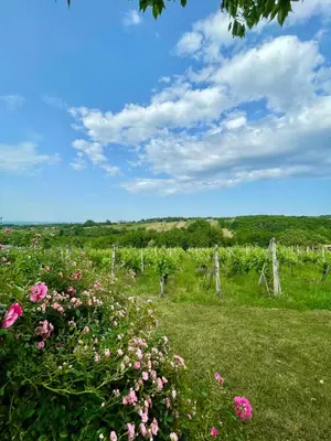 a field with pink flowers and a fence at Cosy country home, Lendava in Lendava