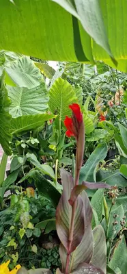 a red flower in a field of green plants at APARTMAN MURKO P-3 in Brest