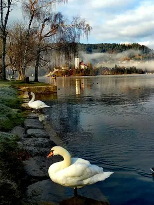 two swans are swimming in a lake at Valant Apartment ID I00070 in Bled