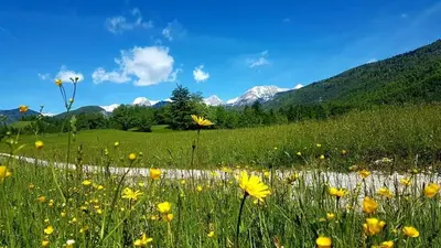 a field of yellow flowers with mountains in the background at Apartments Sušnik in Bohinj