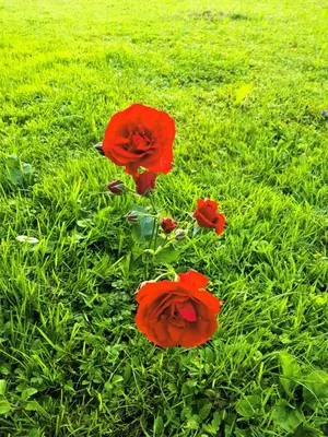 a group of red flowers in the grass at Apartments Sušnik in Bohinj