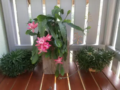 a vase filled with pink flowers on a porch at Apartment Žvan in Bohinj